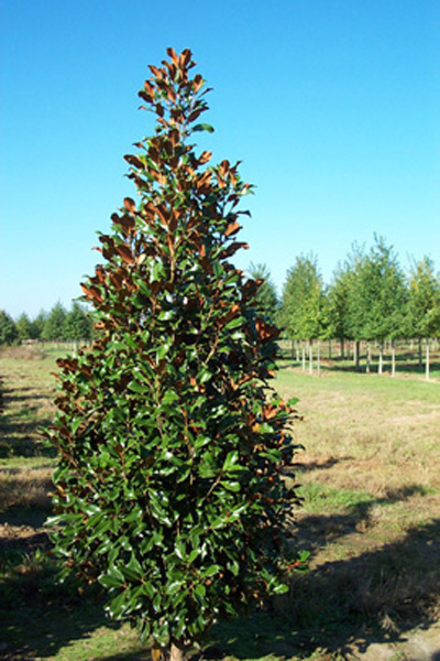 Magnolia grandiflora