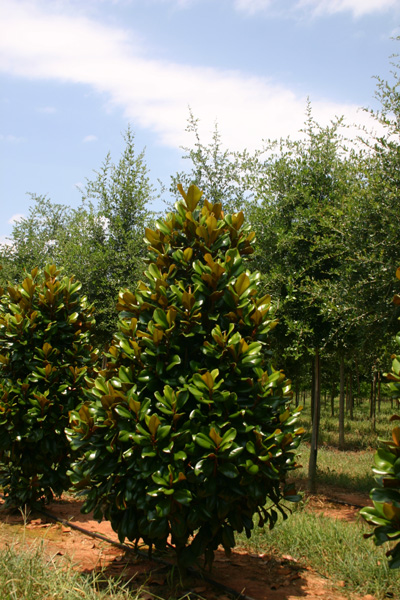 Magnolia grandiflora