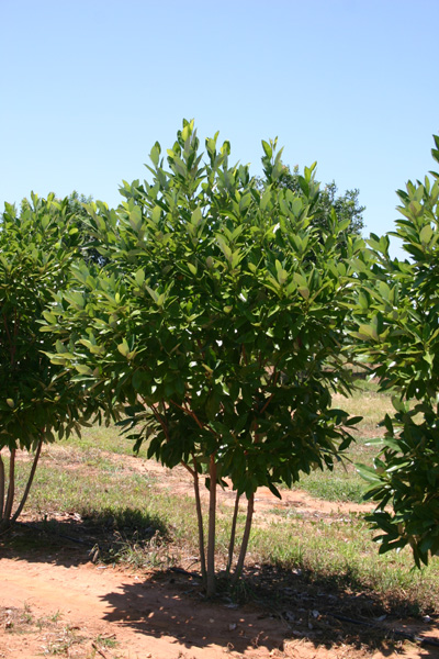Magnolia virginiana
