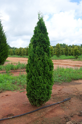 Thuja occidentalis