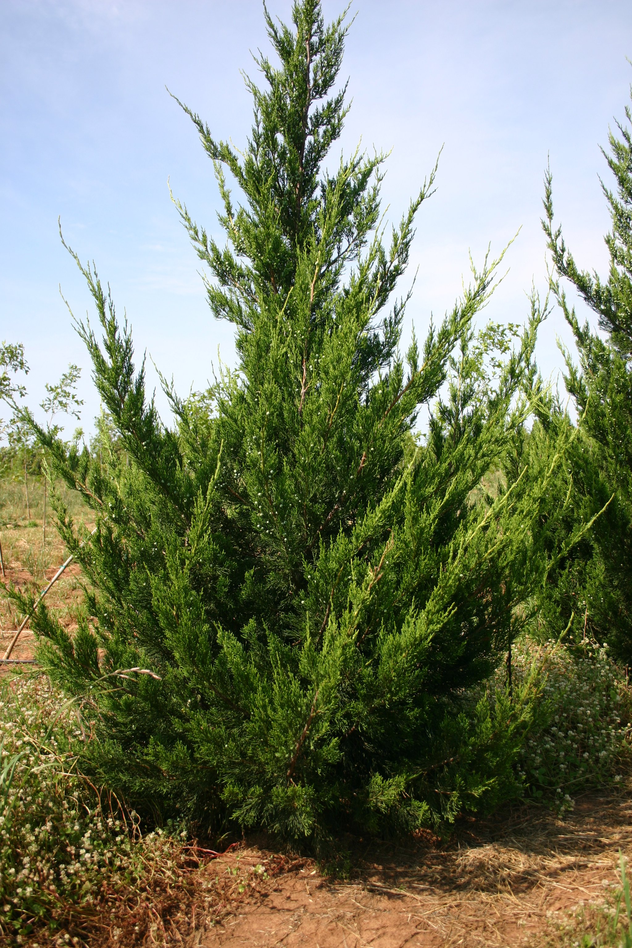 Thuja occidentalis
