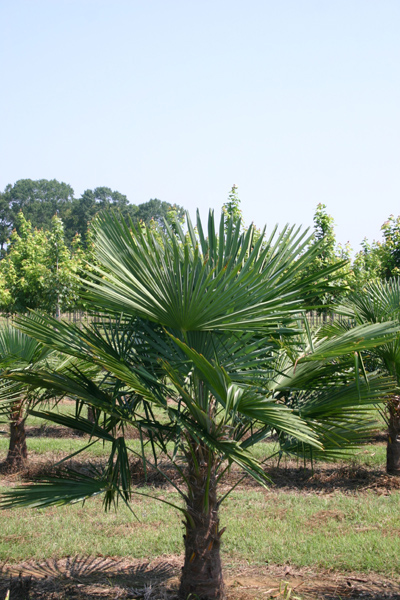 Trachycarpus fortunei