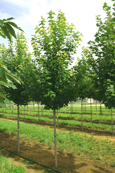 Acer rubrum