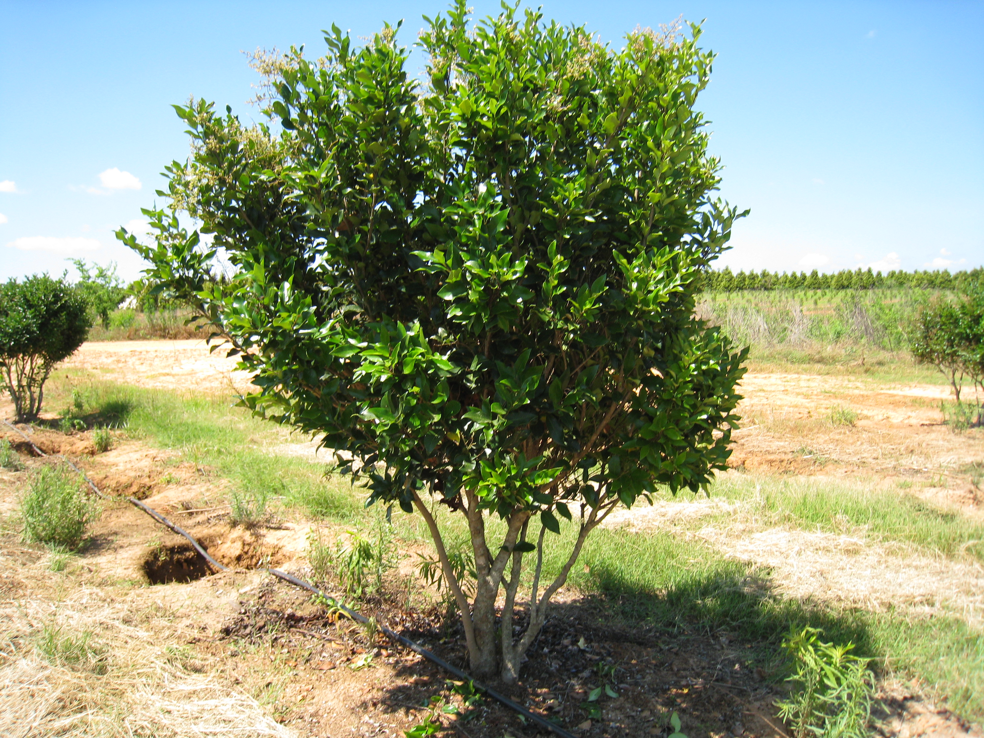 Ligustrum japonicum
