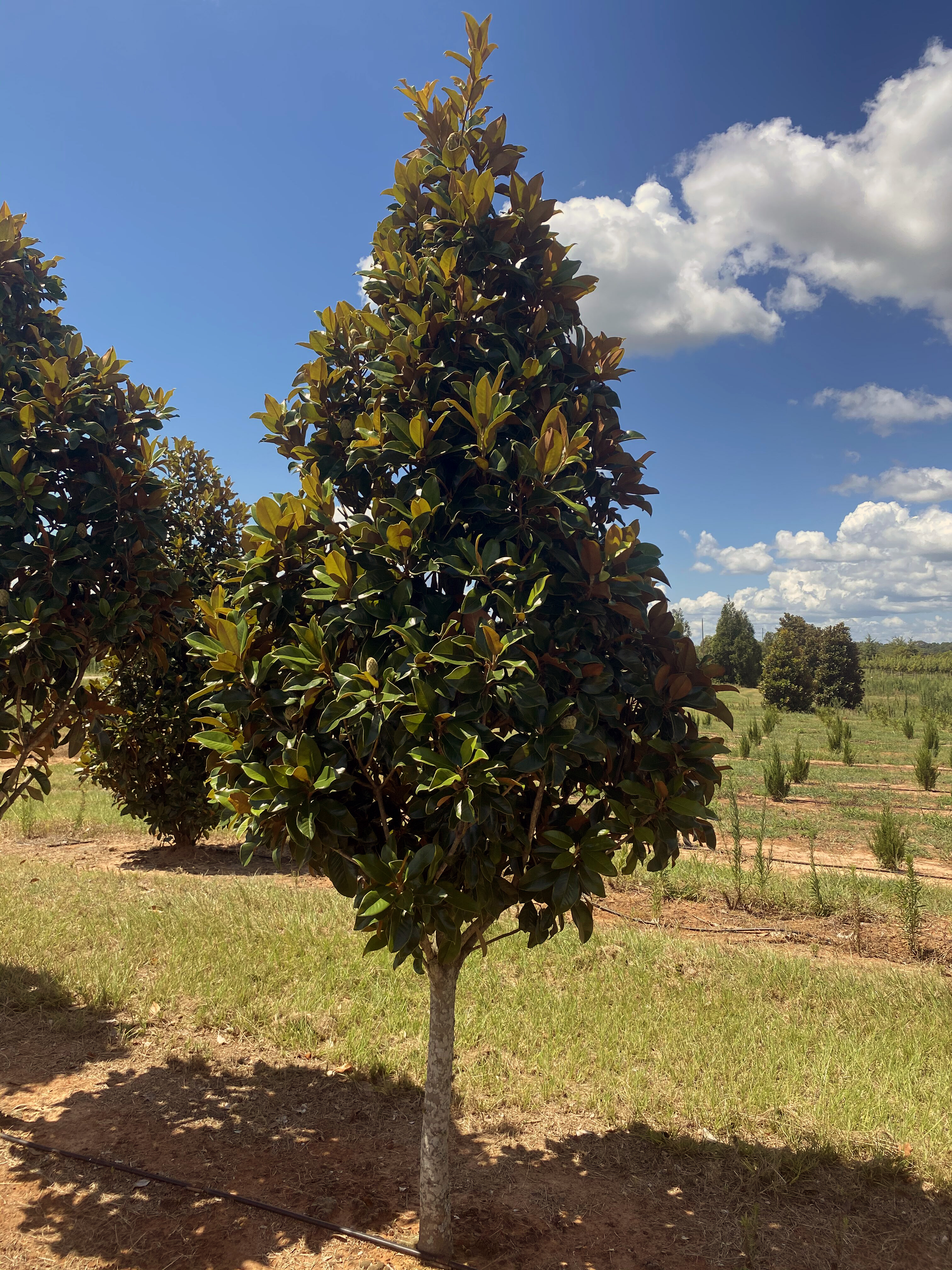 Magnolia grandiflora