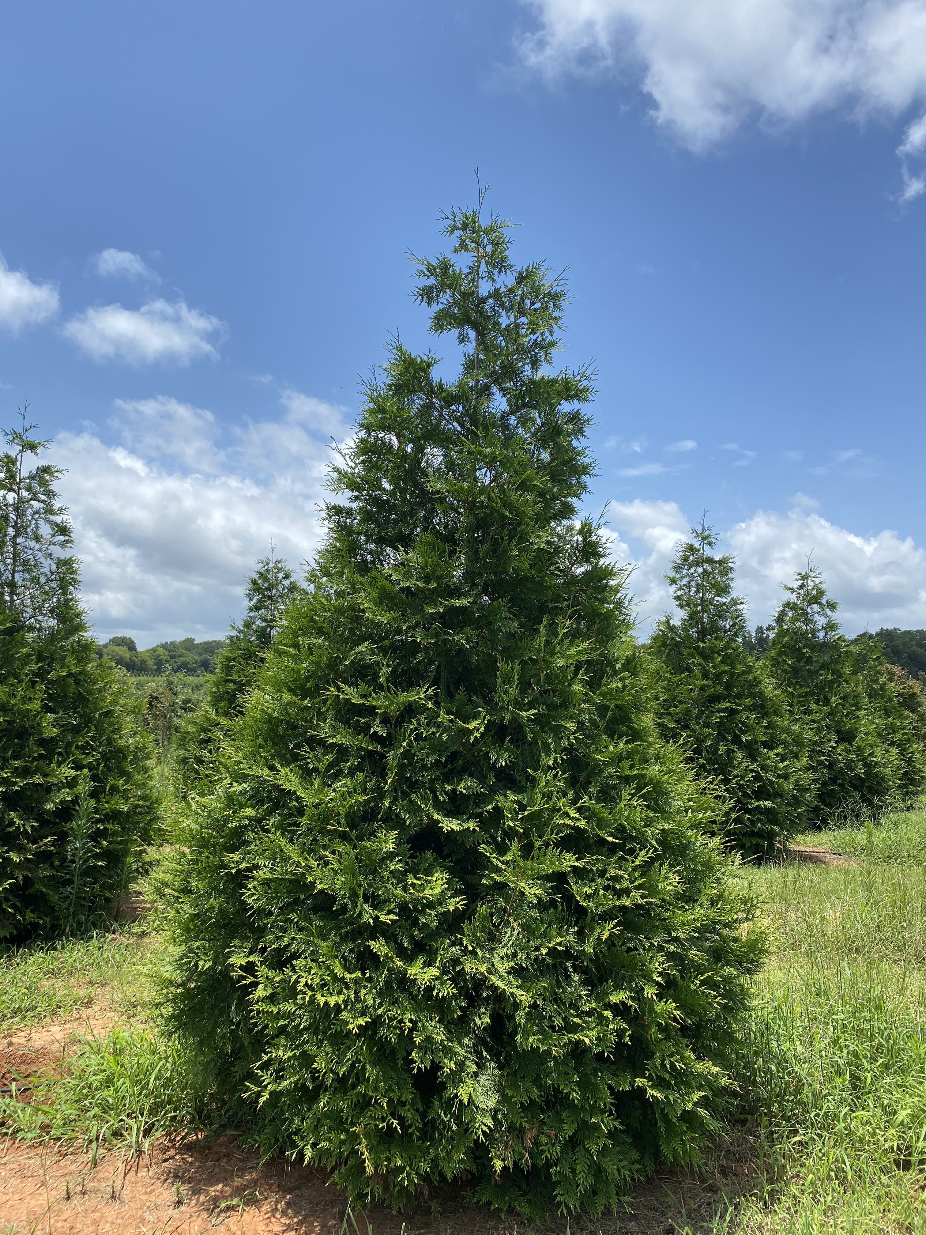 Thuja plicata