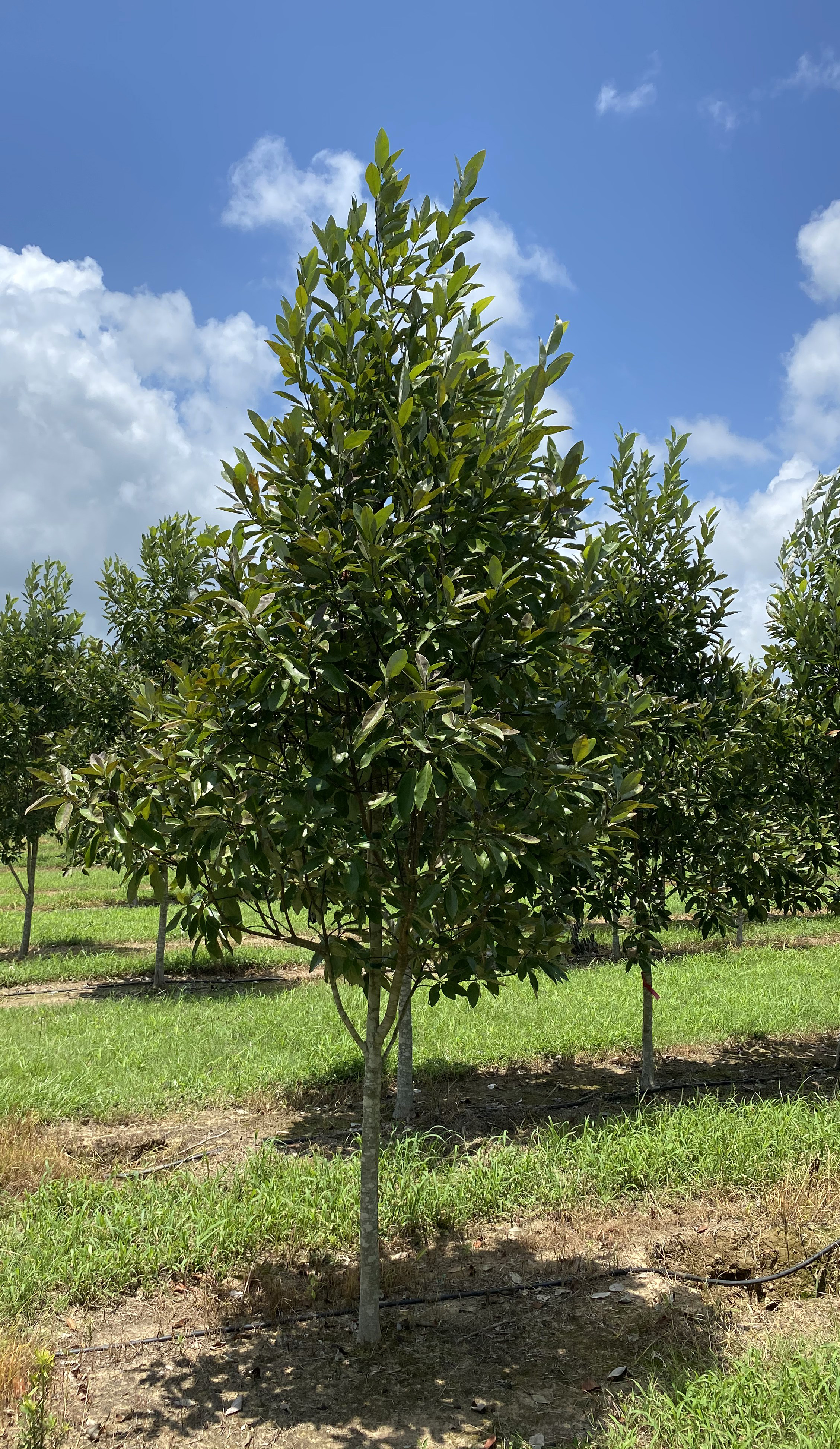 Magnolia virginiana
