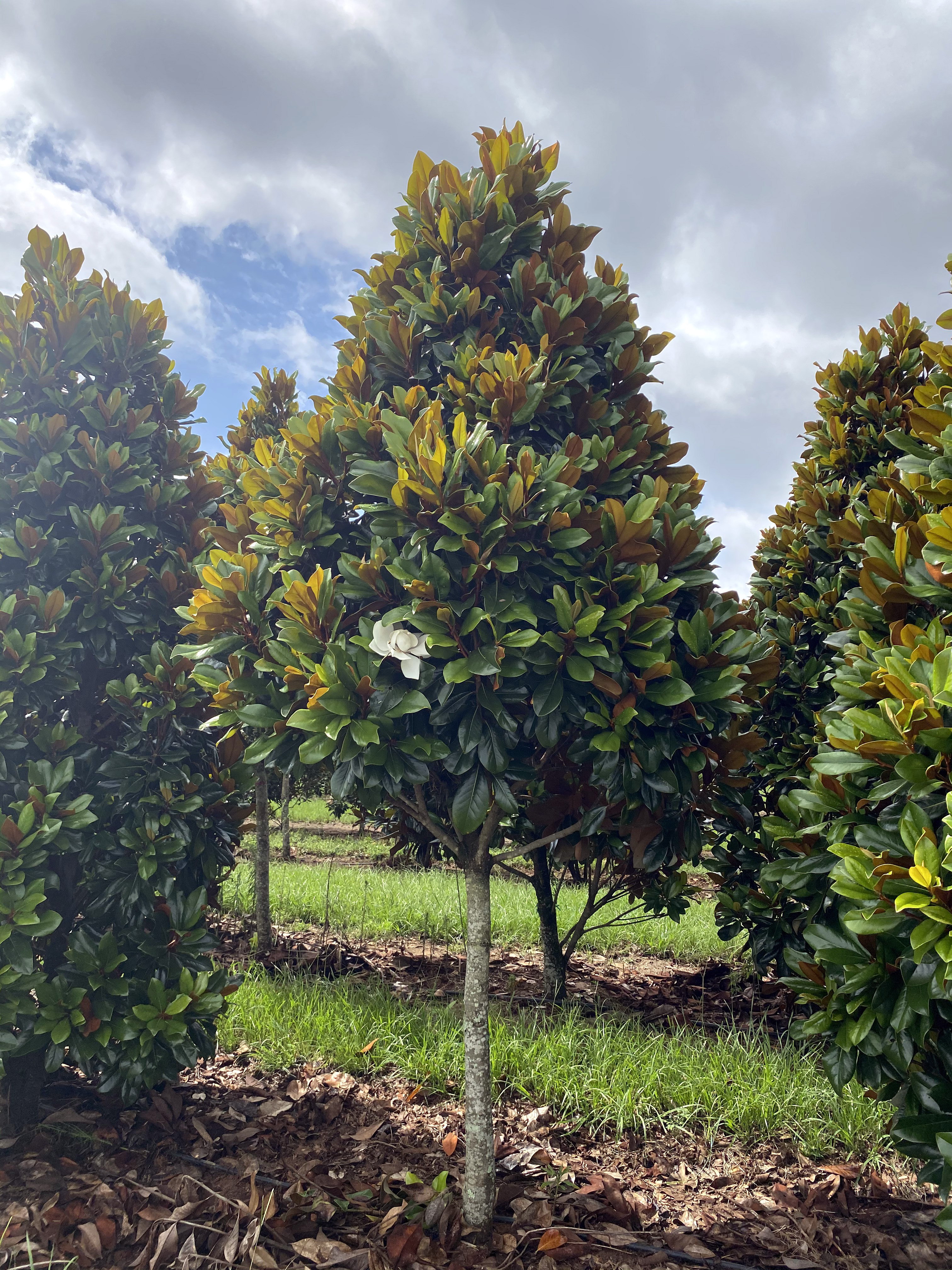 Magnolia grandiflora