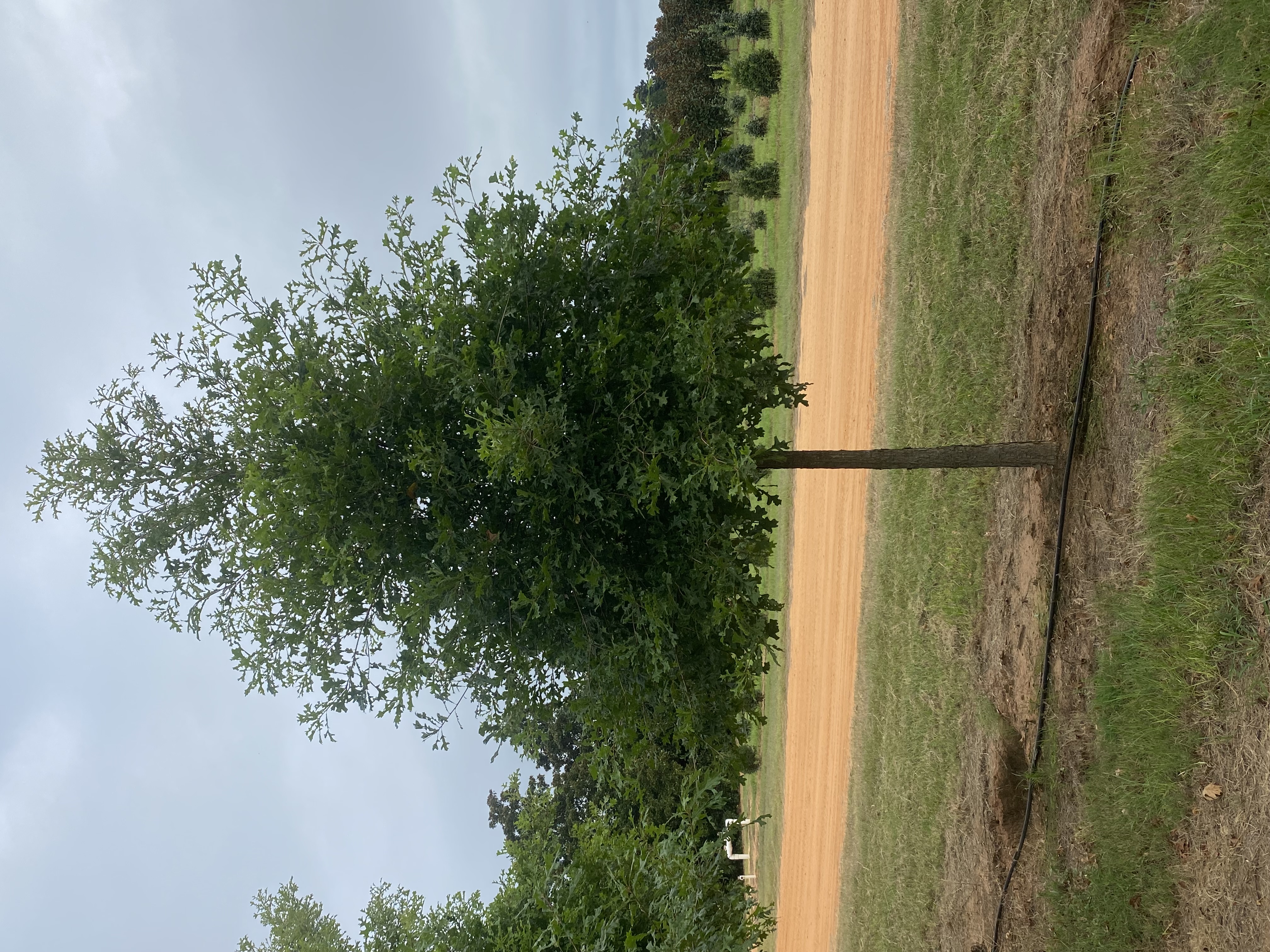 Quercus lyrata