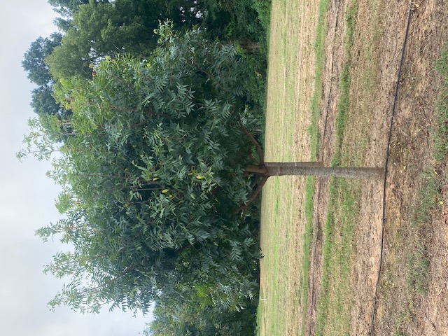 Pistacia chinensis