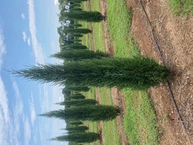 Juniperus virginiana