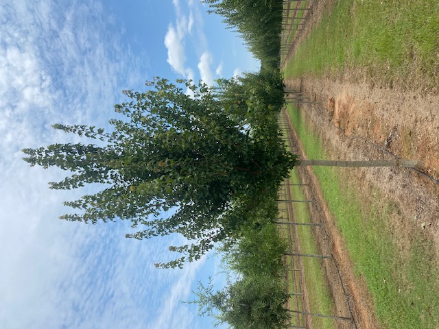 Acer buergerianum