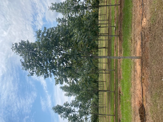 Fraxinus pennsylvanica