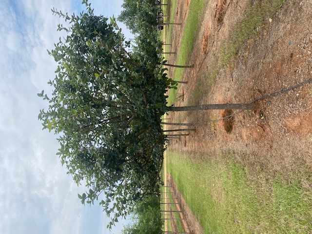 Chionanthus retusus