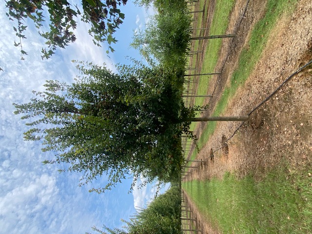 Acer buergerianum