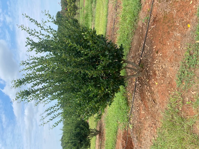 Ligustrum japonicum