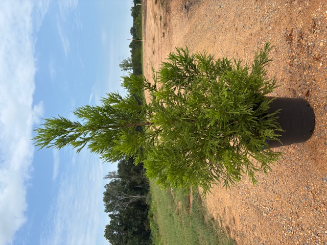 Cryptomeria japonica