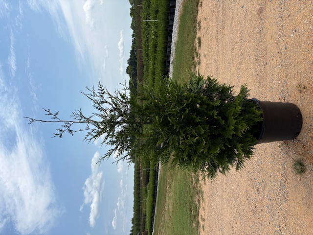 Thuja plicata