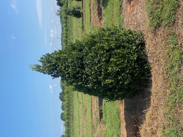 Ilex Hybrid