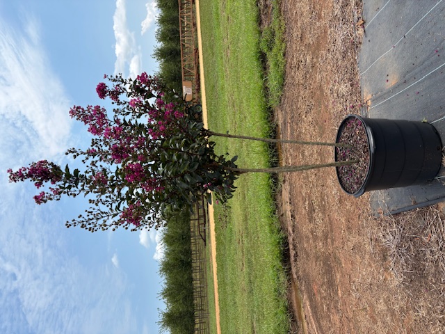 Lagerstroemia x
