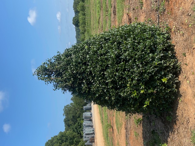 Ilex x