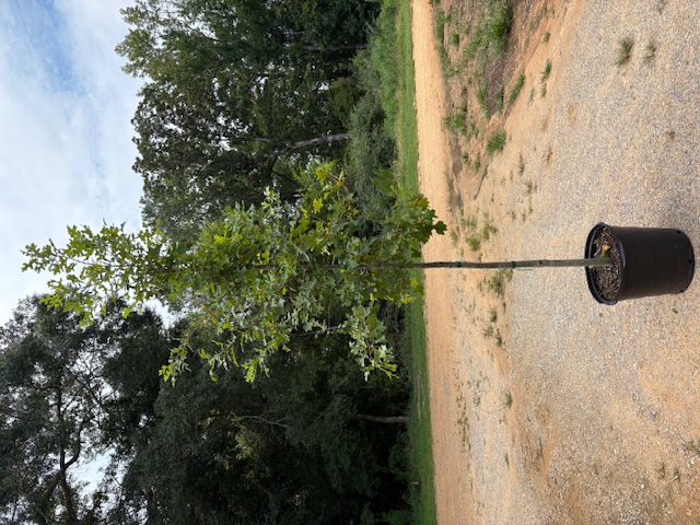 Quercus nuttallii