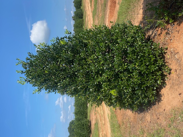 Ilex x
