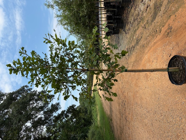 Quercus lyrata