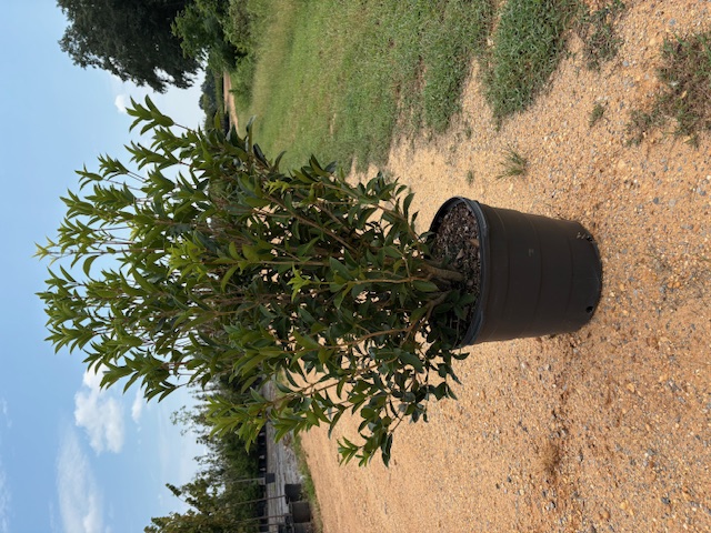 Osmanthus x fortunei