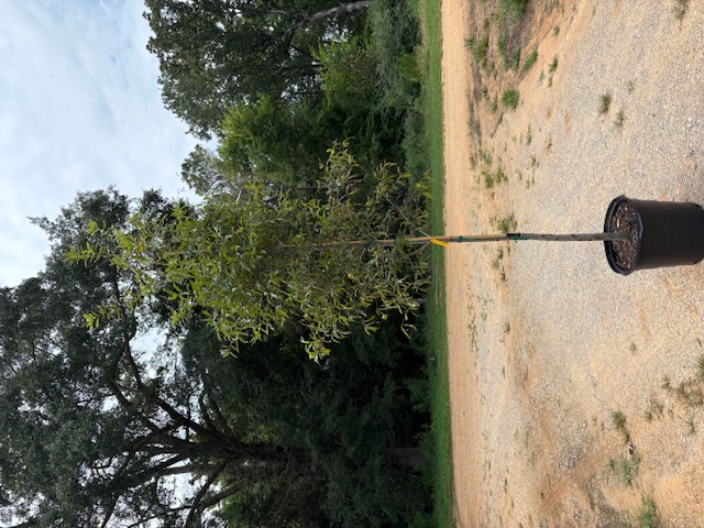 Quercus phellos