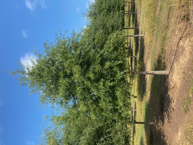 Quercus phellos