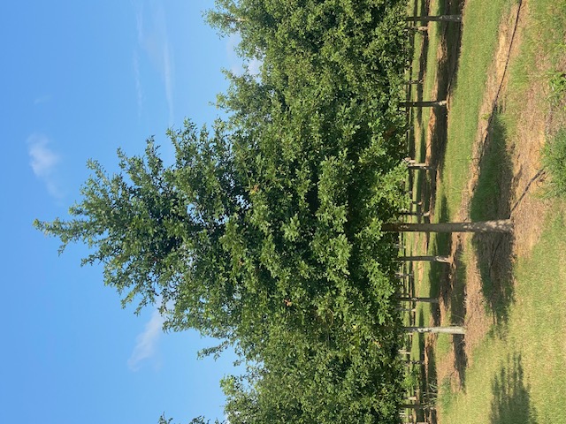 Quercus nuttallii