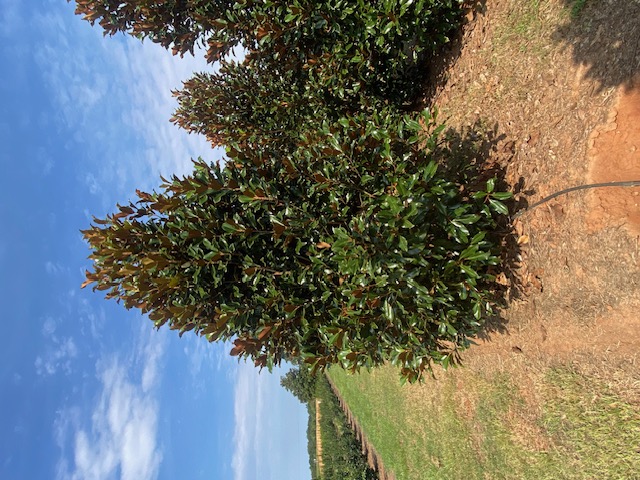 Magnolia grandiflora