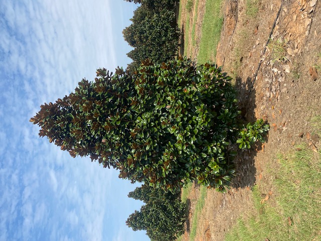 Magnolia grandiflora
