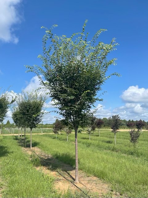 Zelkova serrata