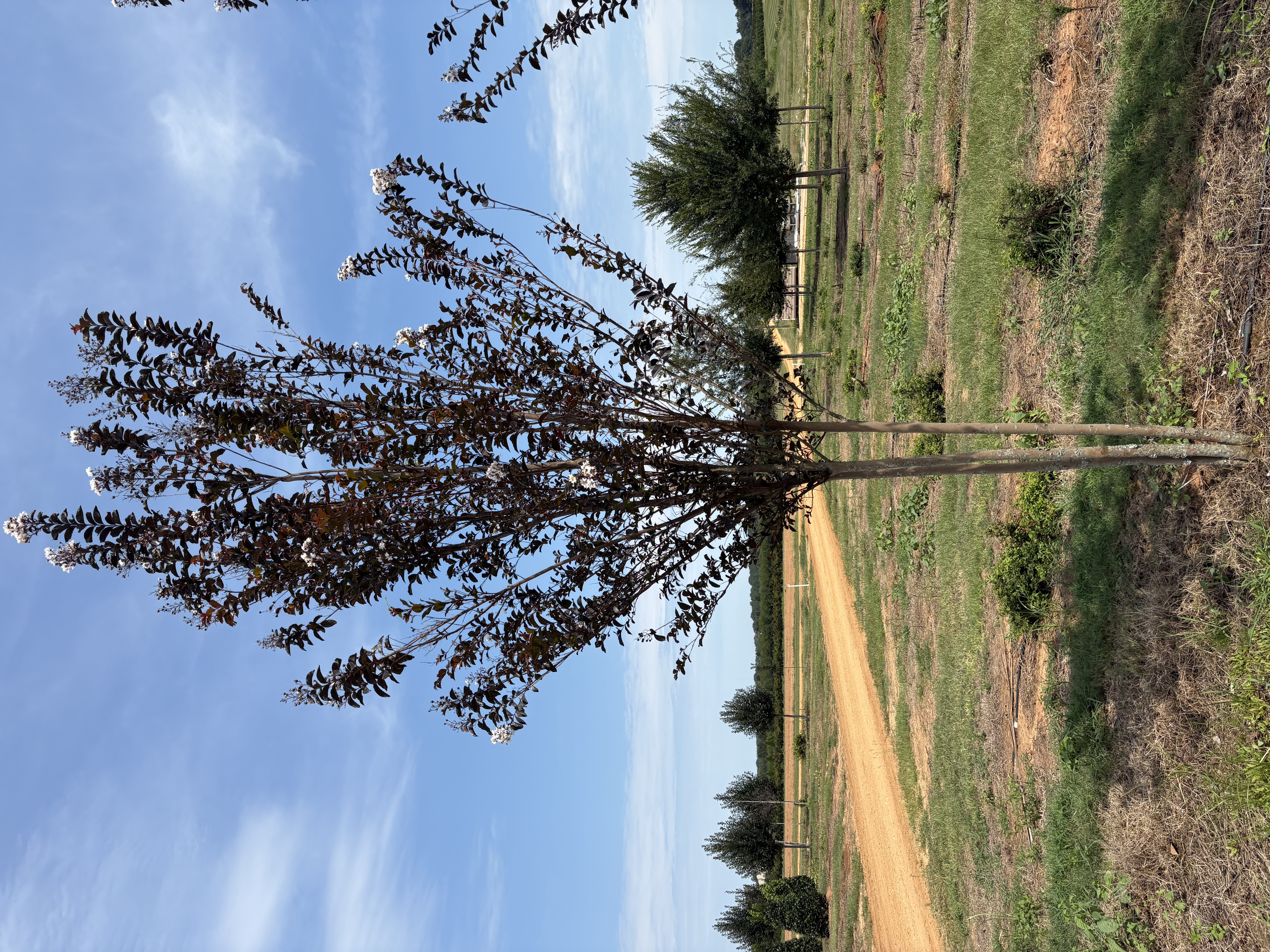 Lagerstroemia x