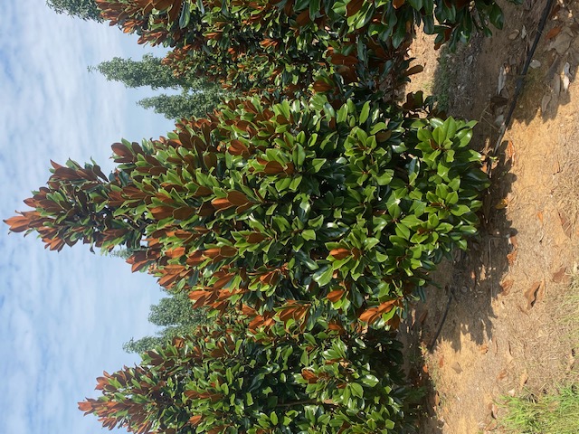 Magnolia grandiflora