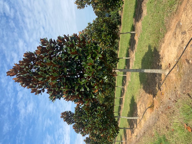 Magnolia grandiflora