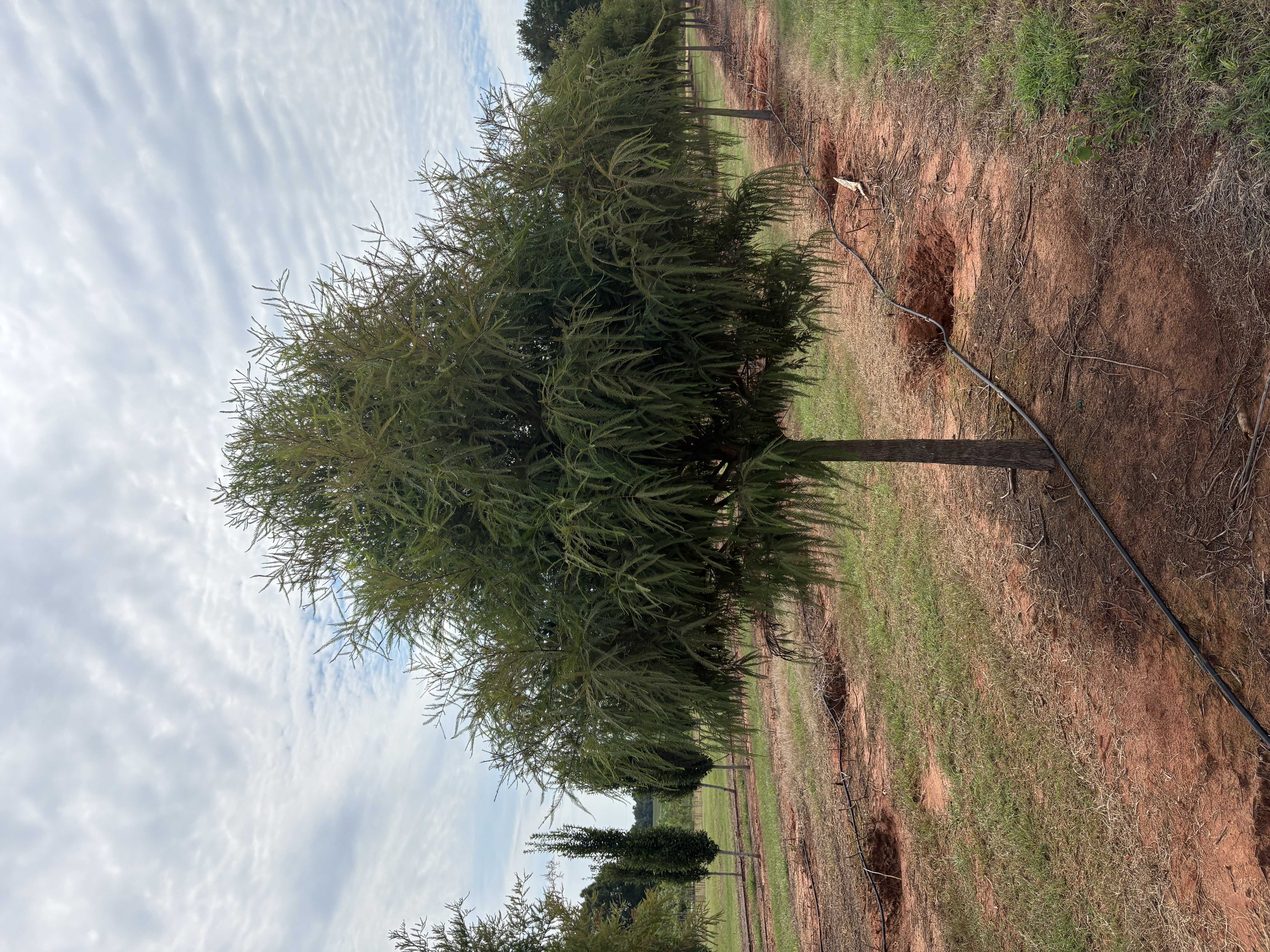 Taxodium distichum