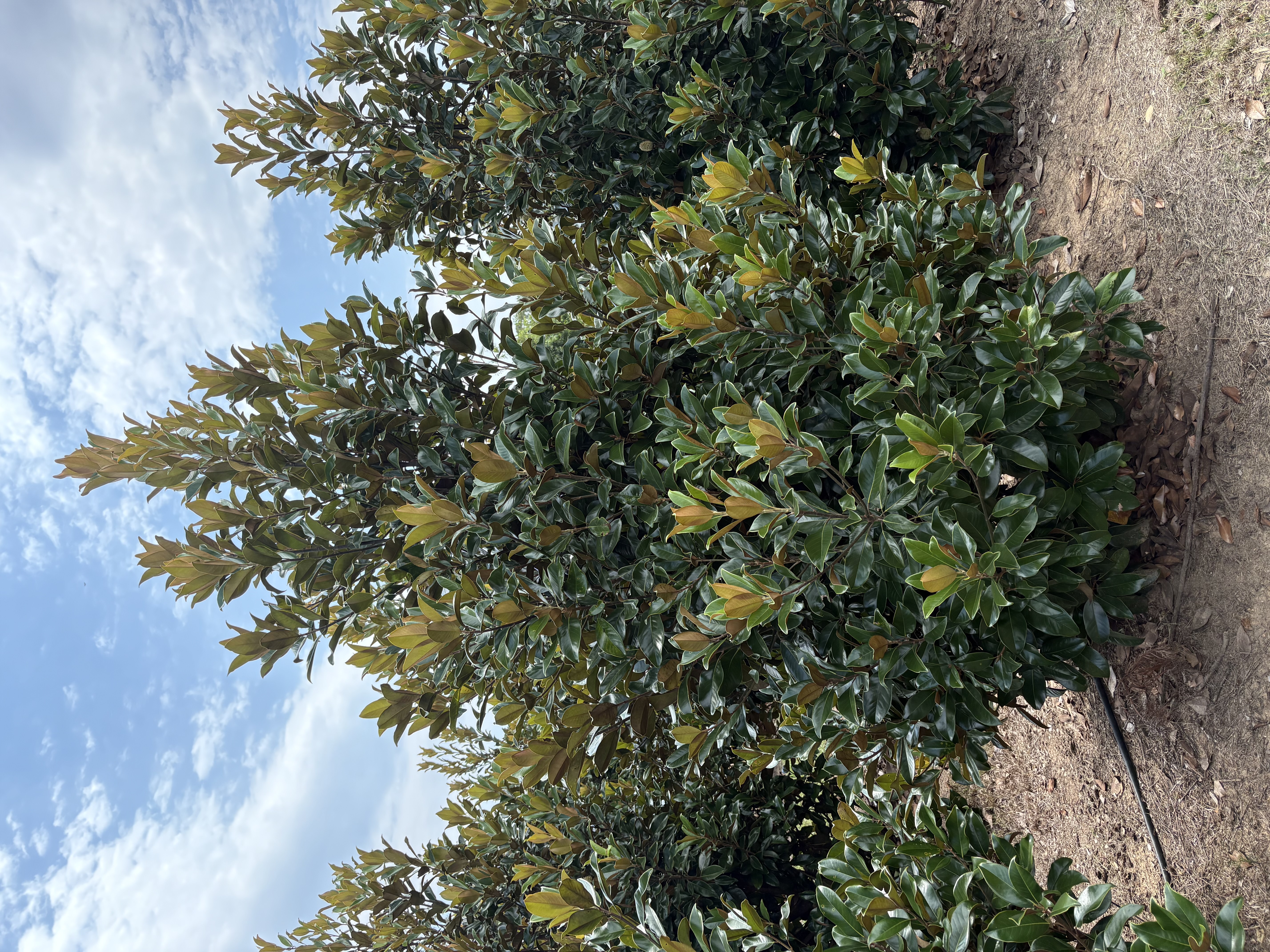 Magnolia grandiflora