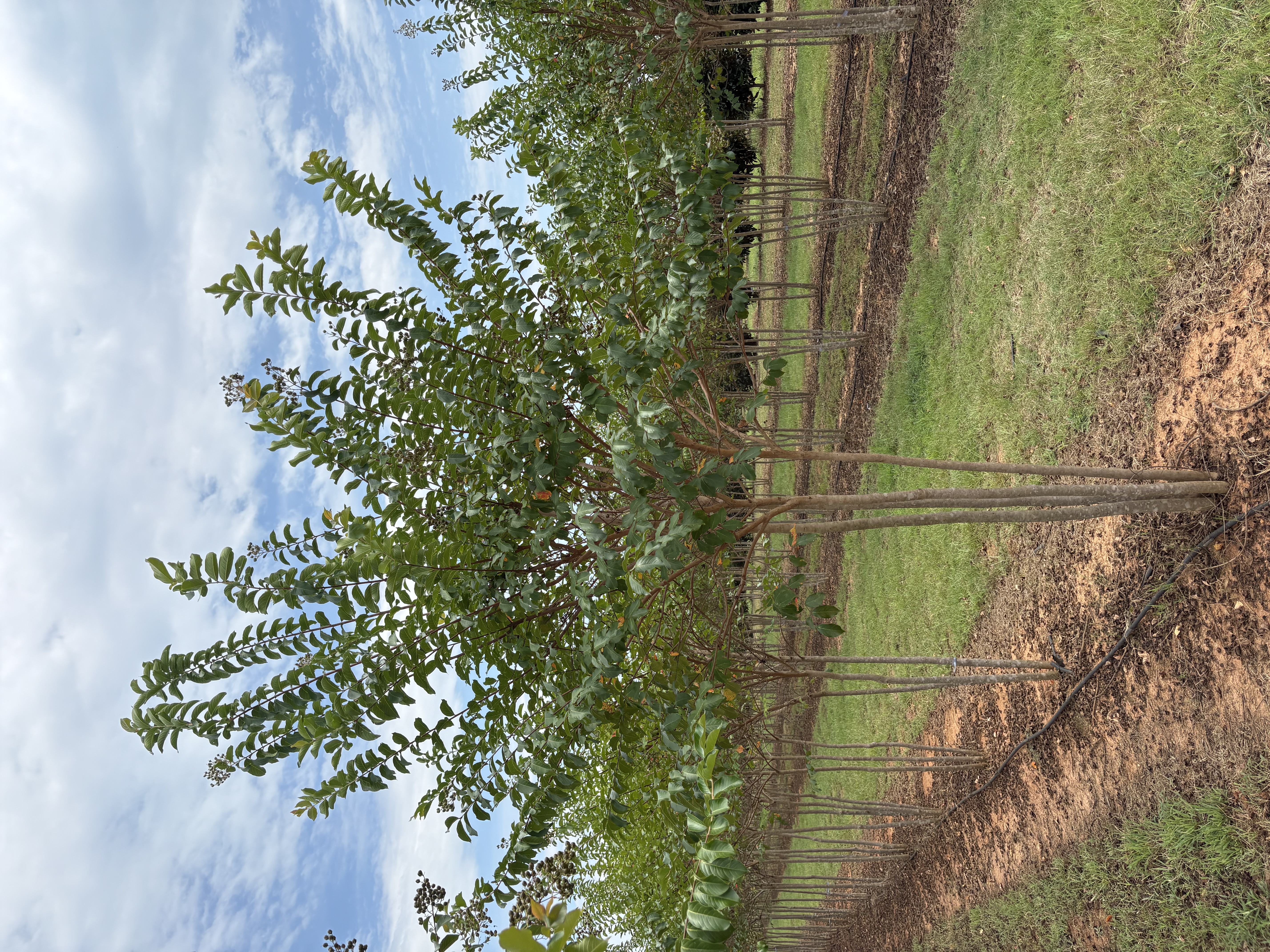 Lagerstroemia x