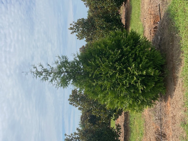 Thuja plicata