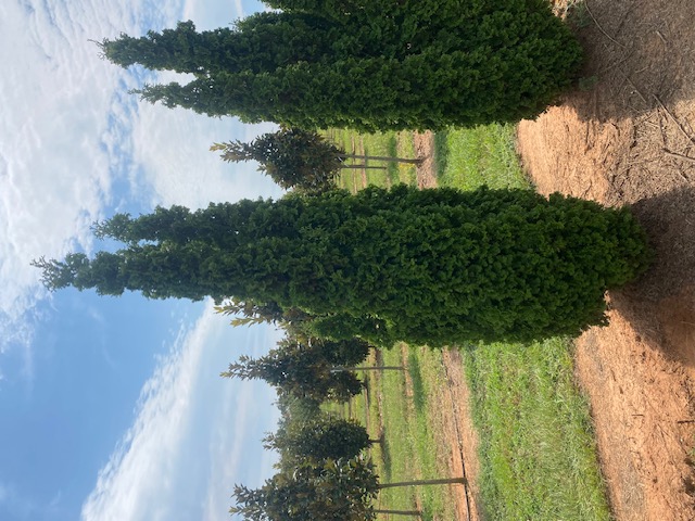 Thuja occidentalis