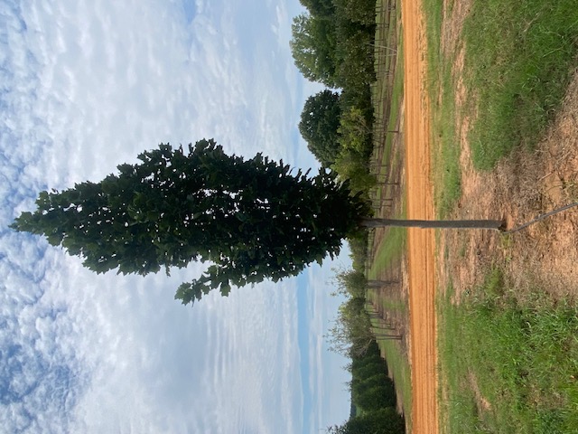 Liriodendron tulipfera