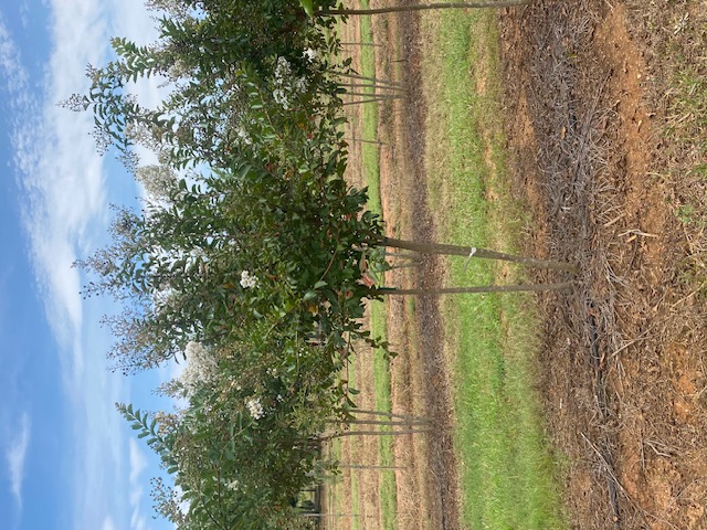 Lagerstroemia x