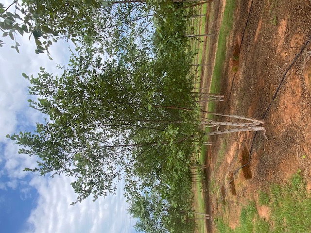 Betula nigra