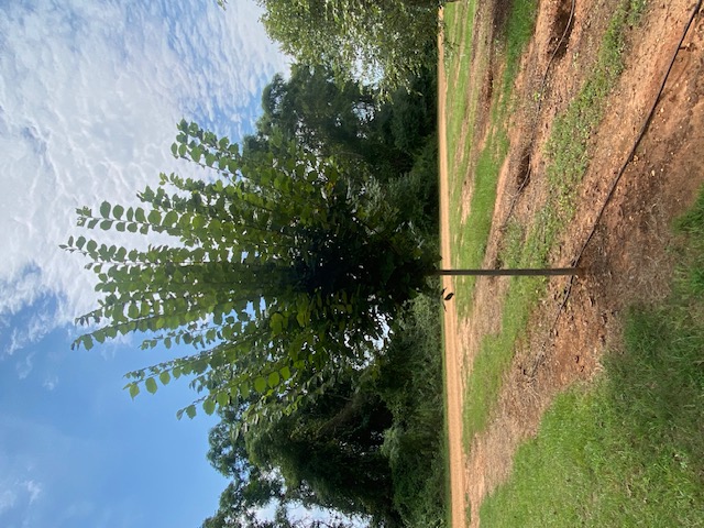 Ulmus americana