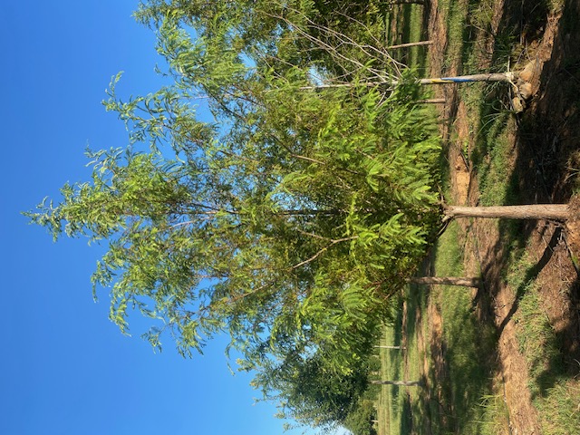 Metasequoia glyptostroboides
