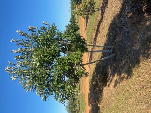 Magnolia virginiana var.