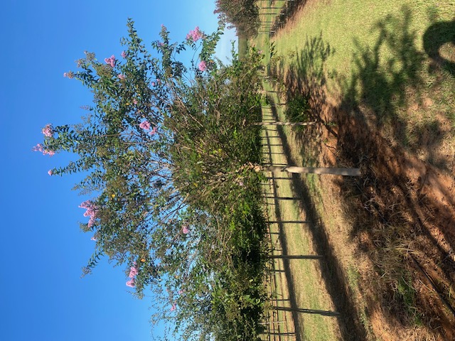 Lagerstroemia x